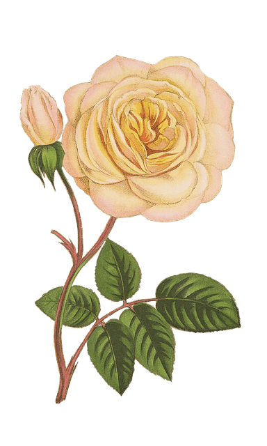 Rose Élégante Athènes Cité Beauté